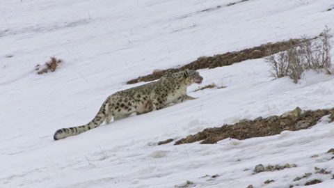 Thumbnail image for Le royaume glacé de la panthère des neiges