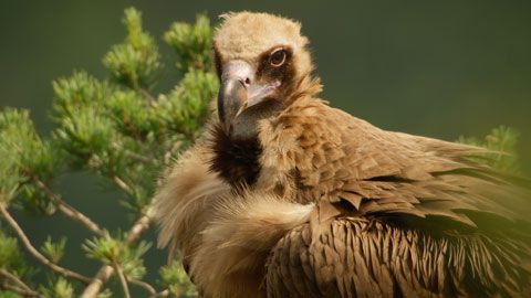 Thumbnail image for Le temps des vautours