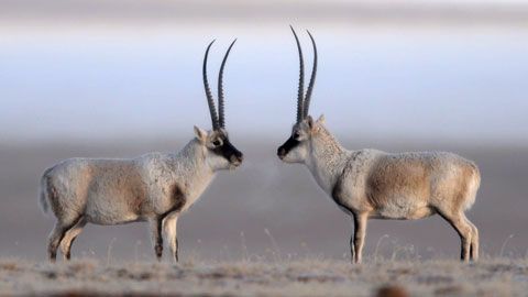 Thumbnail image for L'antilope du Tibet, une course pour la vie