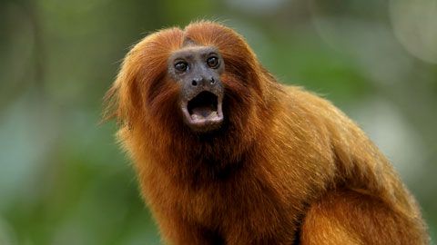 Thumbnail image for Brésil, le sanctuaire des tamarins lions dorés