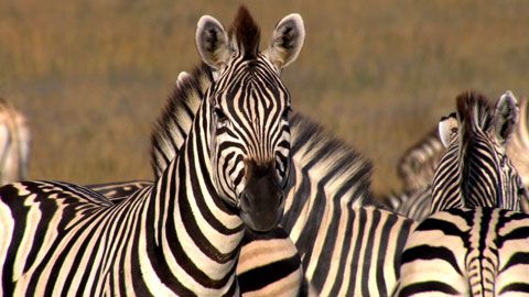 Thumbnail image for Botswana, la piste retrouvée des zèbres