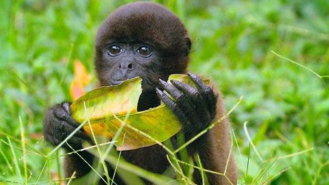 Thumbnail image for La légende de Tsewa