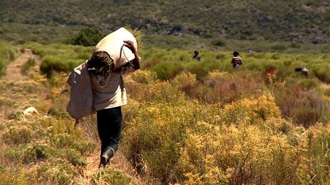 Thumbnail image for La vraie couleur du thé rouge d'Afrique