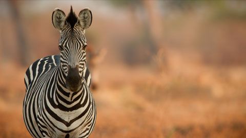 Thumbnail image for Zèbre, une vie haute en couleurs