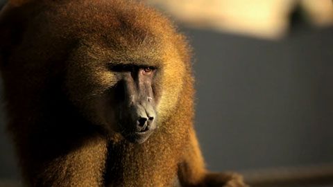 Thumbnail image for Le retour des babouins