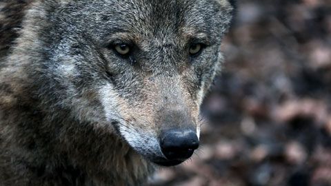 Thumbnail image for Le territoire des loups