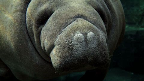 Thumbnail image for Le voyage du lamantin